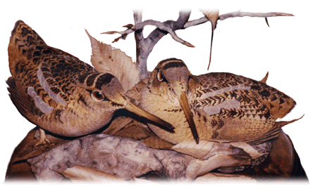 Woodcock Pair 1977